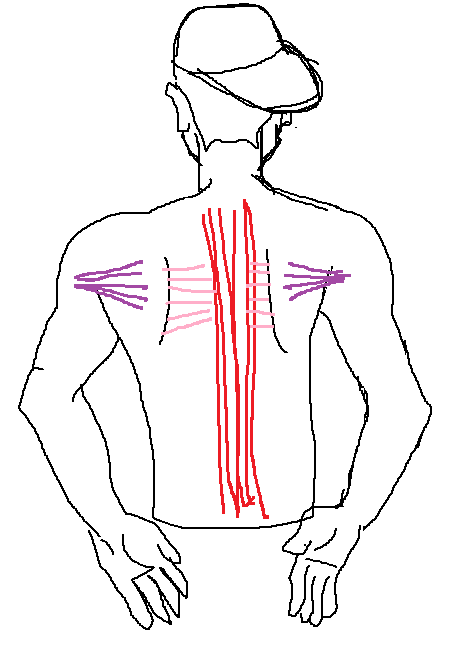 鍛鍊背肌可以美化體態矯正駝背還可以顯瘦,但各位鄉親你練對地方了嗎? part 2