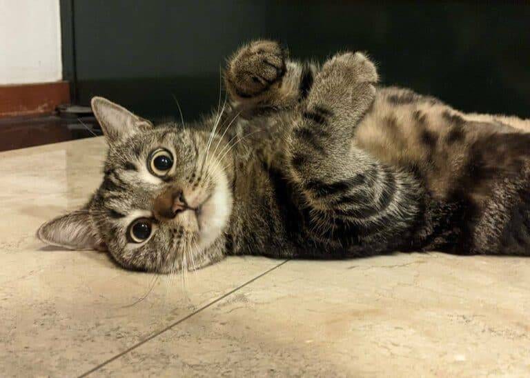 為什麼你的熱量計算沒有效？