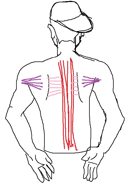鍛鍊背肌可以美化體態矯正駝背還可以顯瘦，但各位鄉親你練對地方了嗎？ part 2