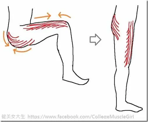 股四頭臀大肌連動